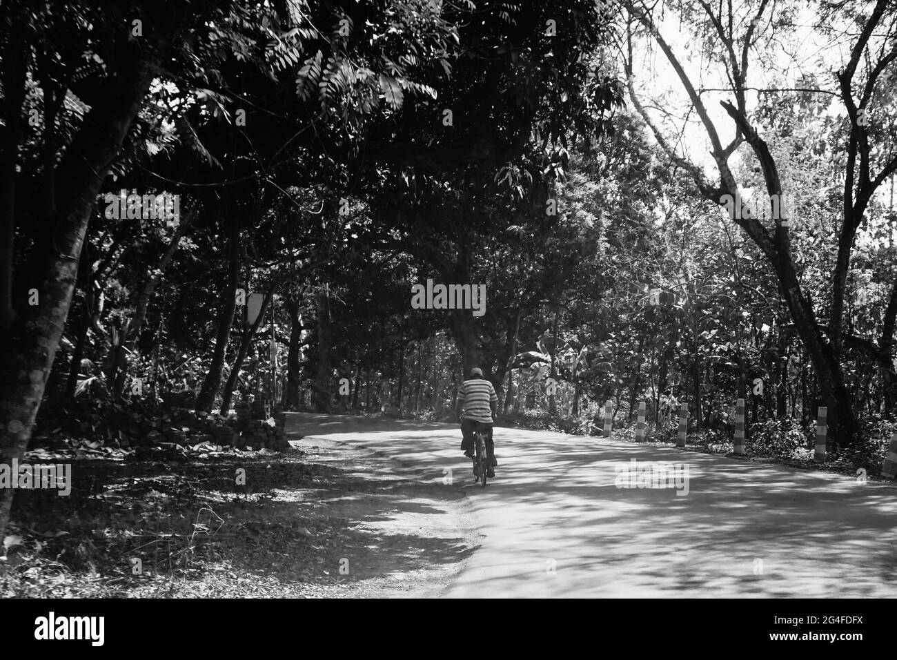 Una strada del villaggio illuminata dal sole con alberi su entrambi i lati e una persona che passa attraverso su una bicicletta. Foto Stock