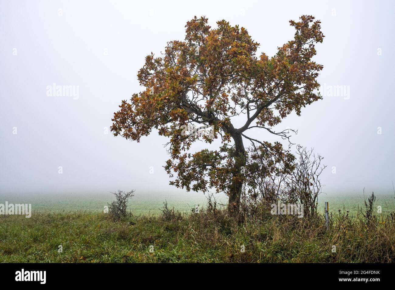 Albero d'autunno, Barby borg, Oeland, Svezia Foto Stock