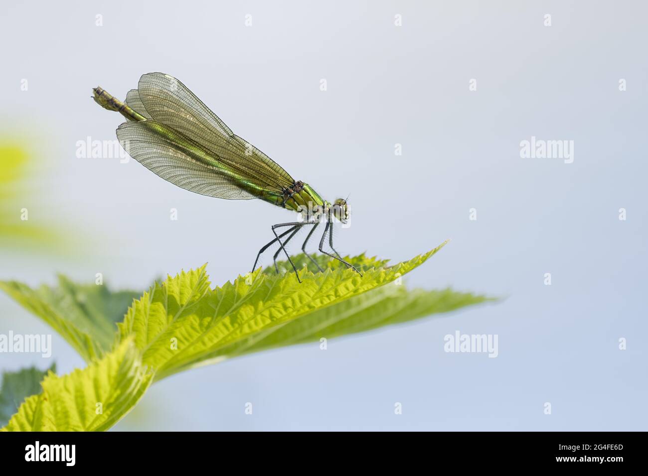 Femmina a fasce damselfly (calopteryx splendens) su foglia di ortica pendente, Assia, Germania Foto Stock