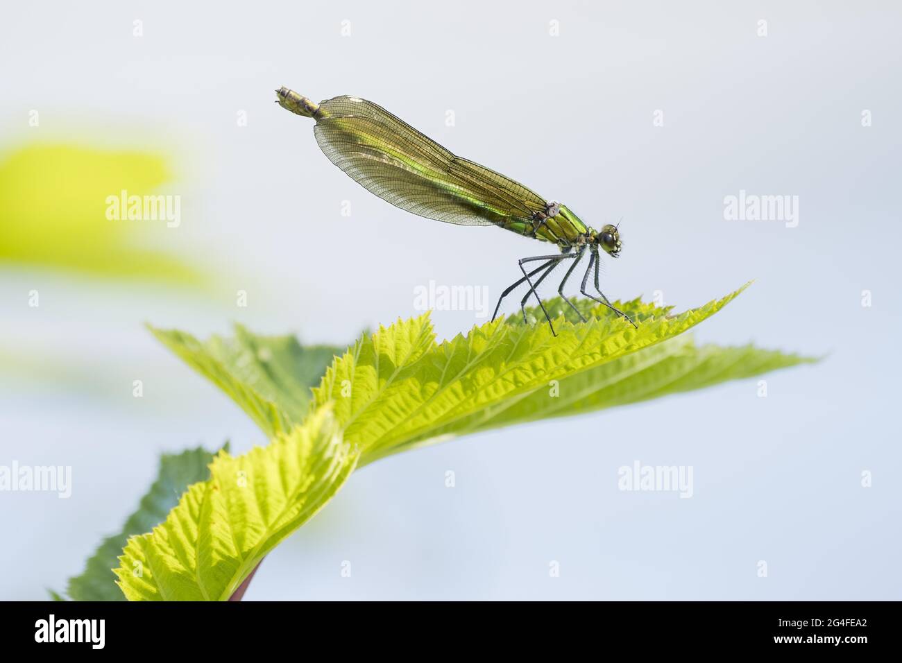 Femmina a fasce damselfly (calopteryx splendens) su foglia di ortica pendente, Assia, Germania Foto Stock