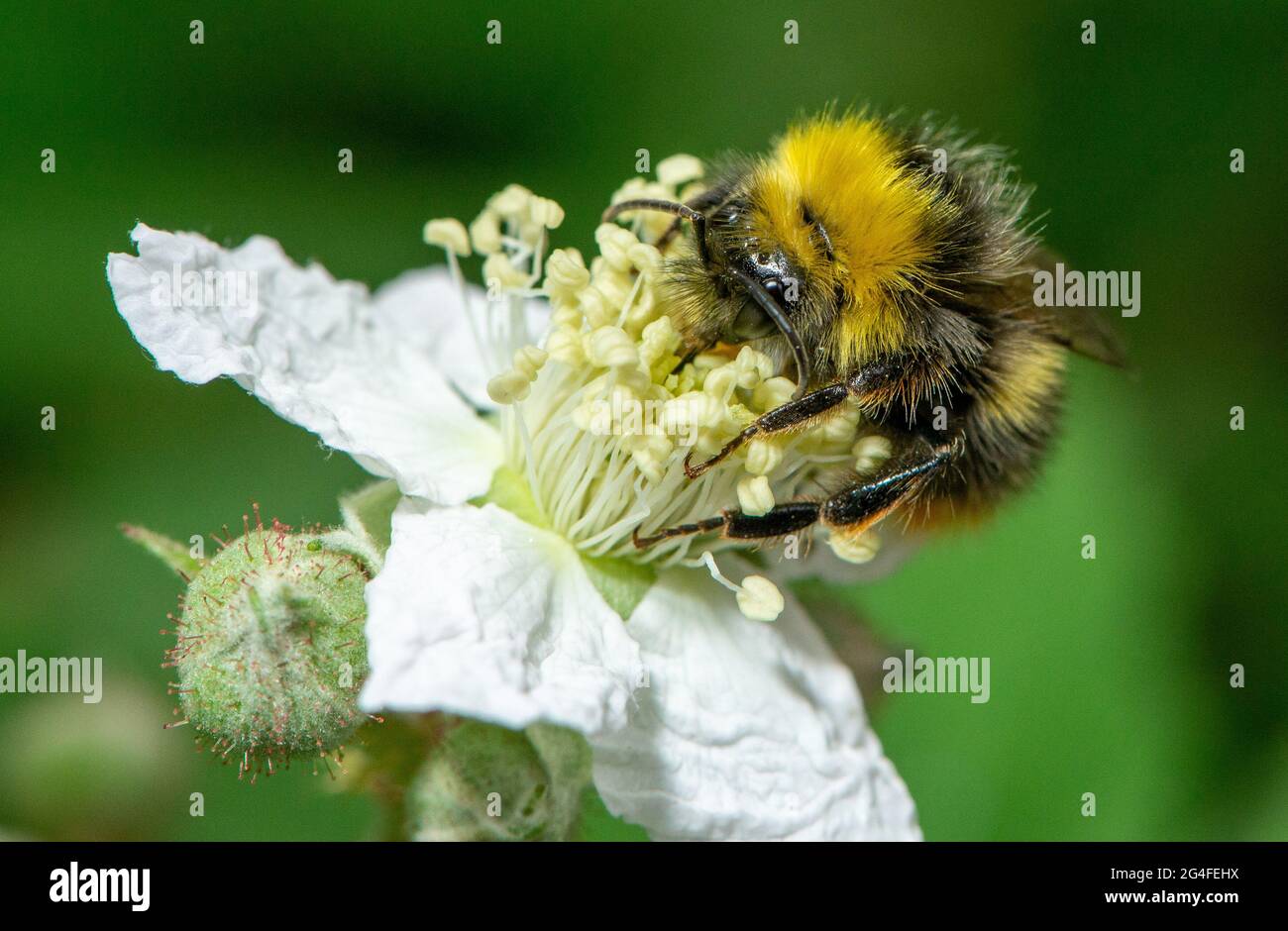 Arnside, Milnthorpe, Cumbria, Regno Unito. 21 Giugno 2021. Un bumblebee si immerse in un fiore blackberry ad Arnside, Cumbria, Regno Unito. Credit: John Eveson/Alamy Live News Foto Stock