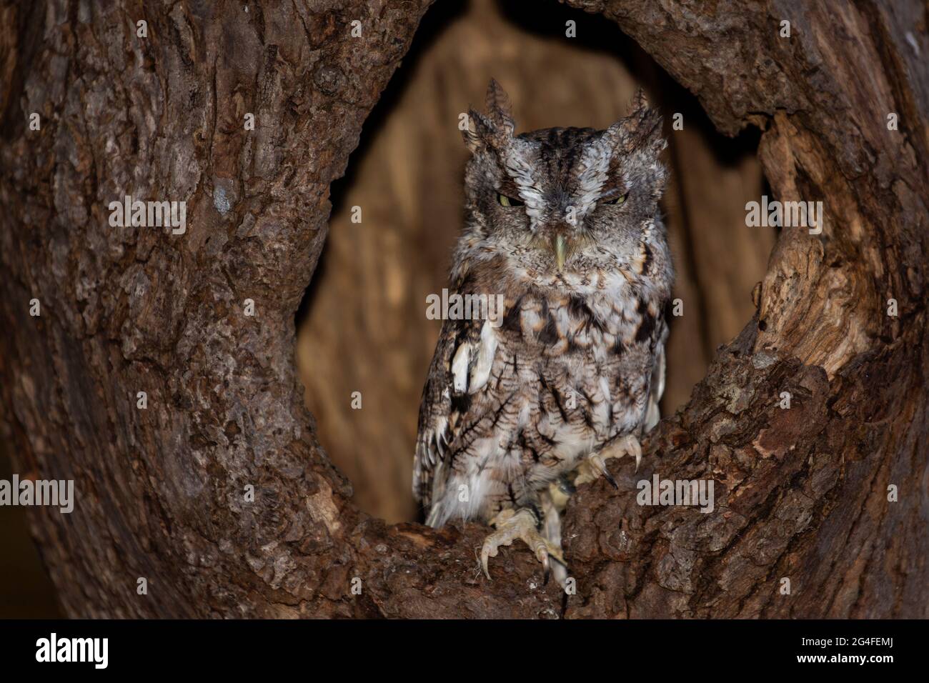 Un giovane addestrato Eastern Screech Owl (morfo bruno) appollaiato in un albero. Nome scientifico: Megascops asio Foto Stock