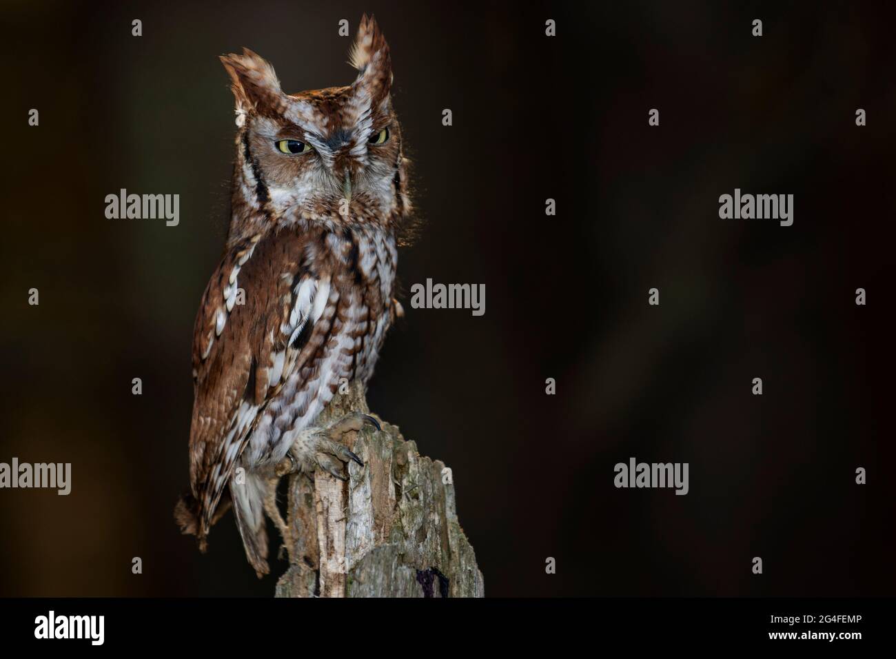 Un giovane addestrato Eastern Screech Owl (Morph rosso) arroccato in un albero. Nome scientifico: Megascops asio Foto Stock