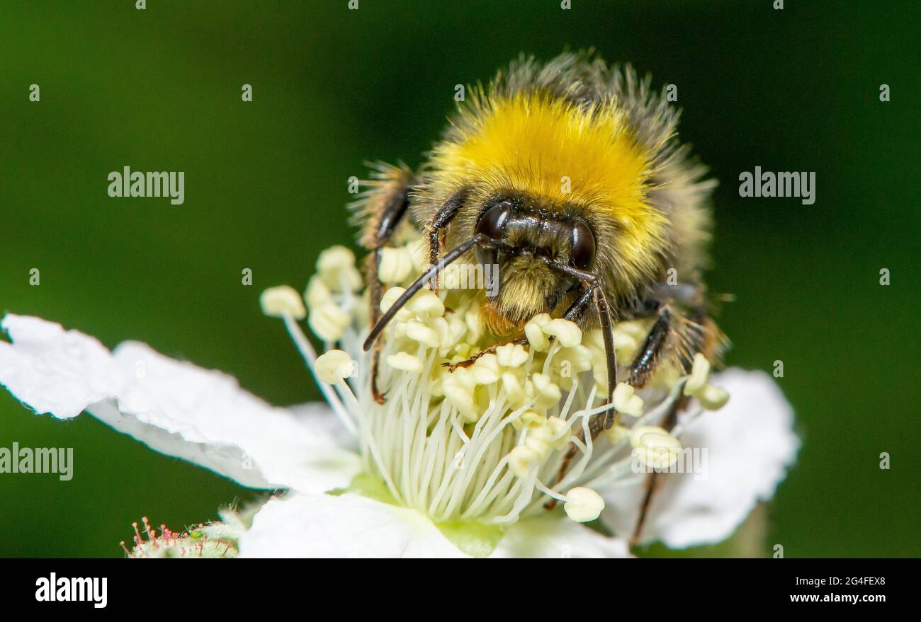 Arnside, Milnthorpe, Cumbria, Regno Unito. 21 Giugno 2021. Un bumblebee si immerse in un fiore blackberry ad Arnside, Cumbria, Regno Unito. Credit: John Eveson/Alamy Live News Foto Stock