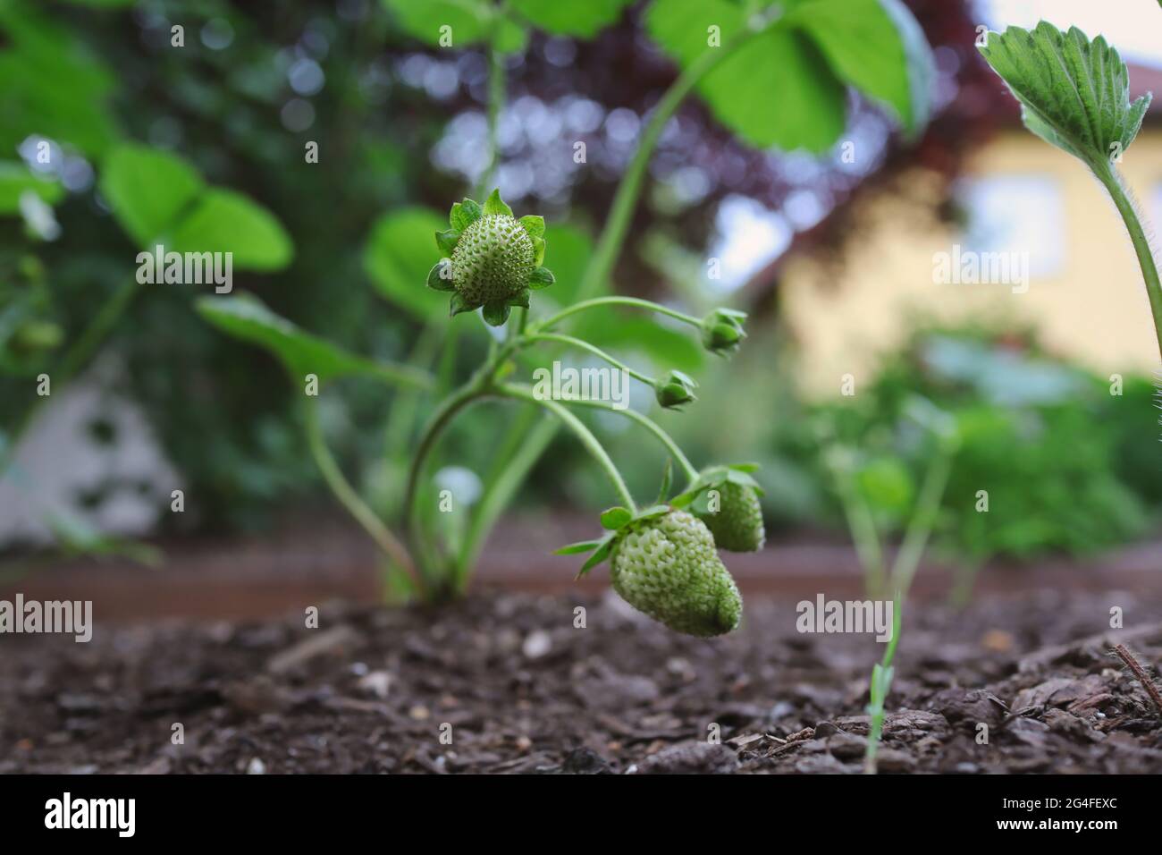 Fragola verde non matura che cresce in terreno fertile. Fragaria immatura pianta fuori durante la primavera. Foto Stock