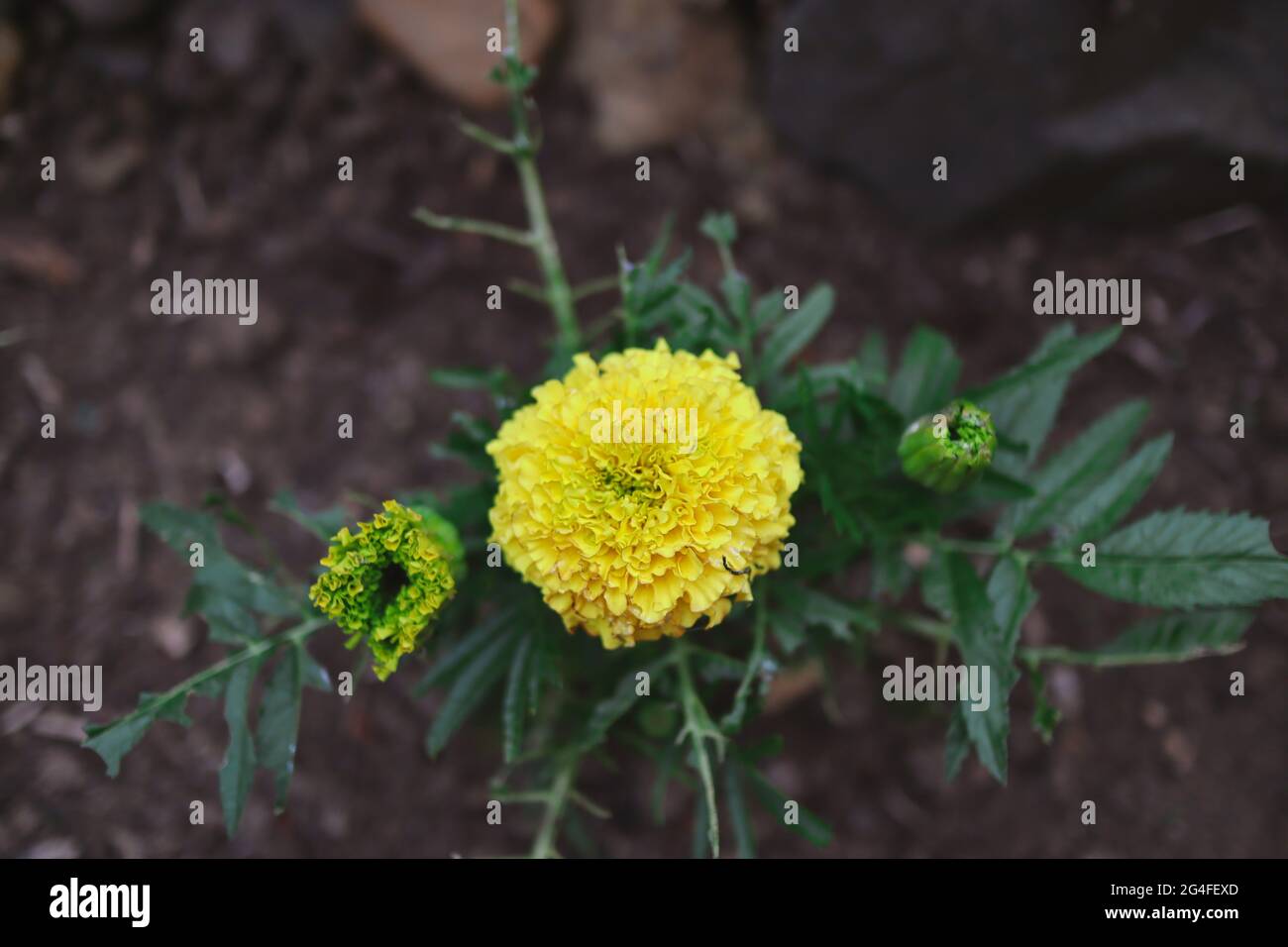 Crescita di Tagetes giallo Erecta nel terreno del giardino. Pianta fiorente chiamata African o Aztec Marigold in terreno fertile. Foto Stock