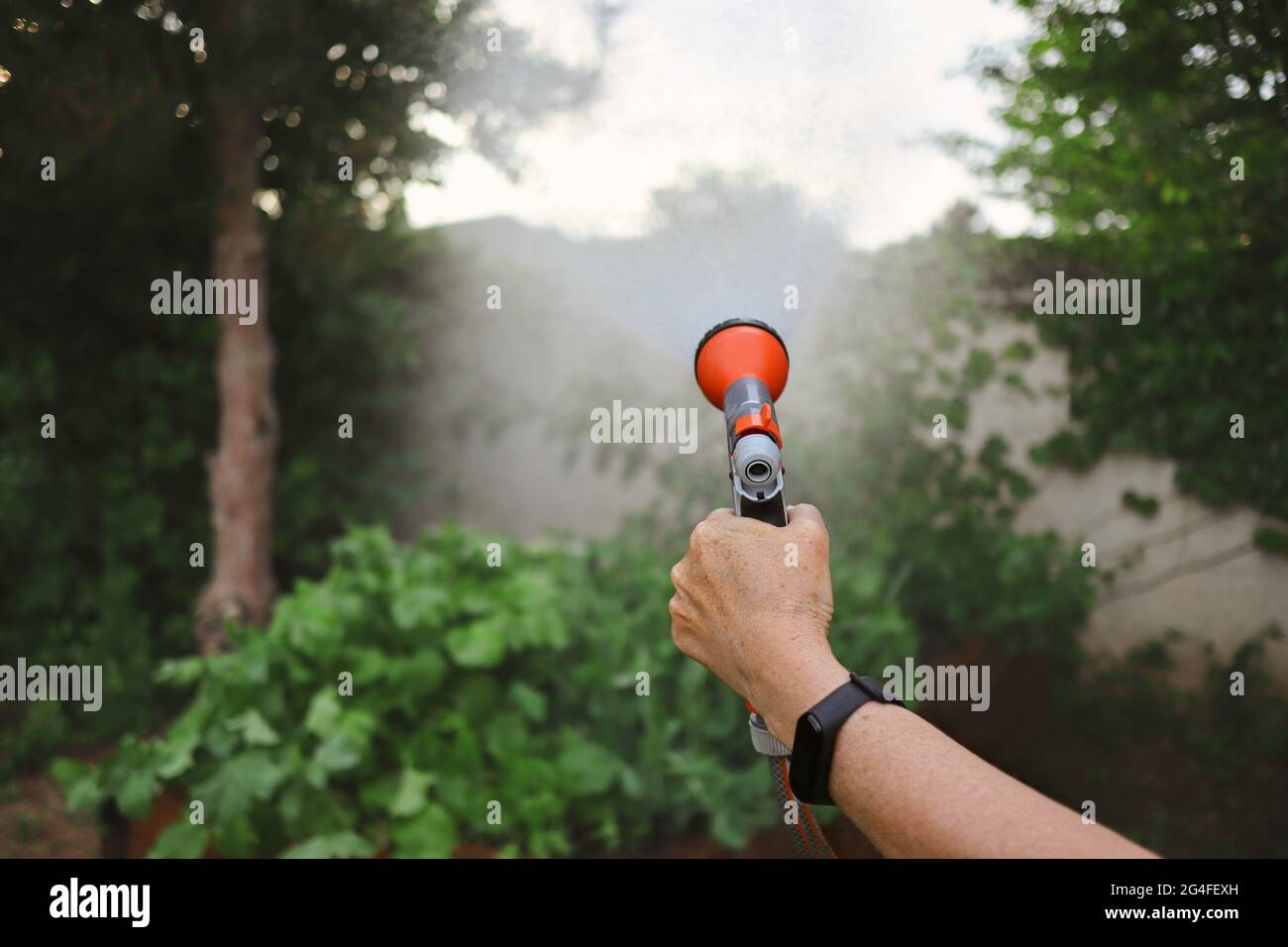 La mano della donna con Smart Watch sta innaffiando le piante con il tubo del giardino. La mano umana irriga piante verdi con l'attrezzo di Giardinaggio. Foto Stock