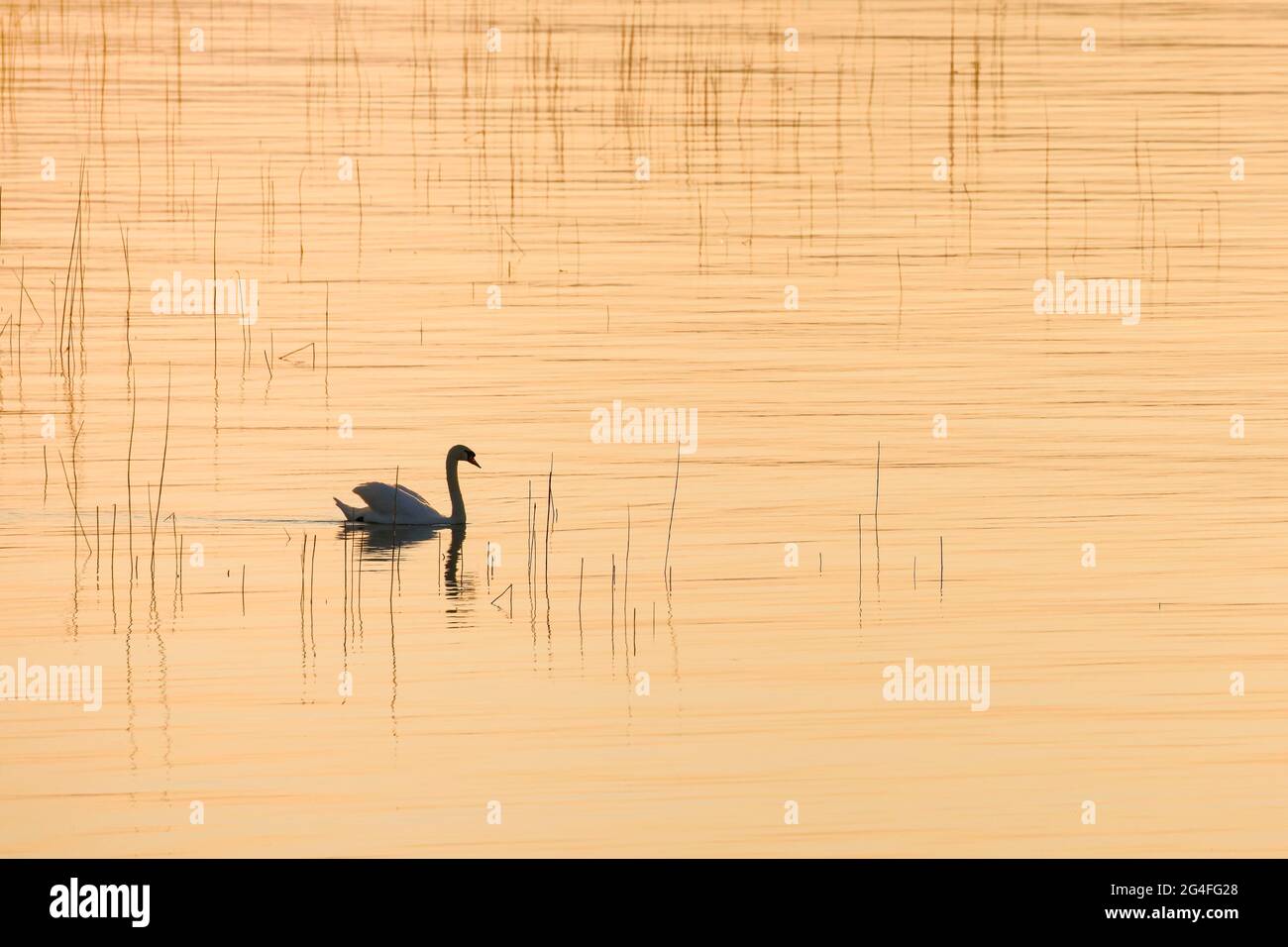 Mute Swan (Cygnus olor), retroilluminato sul Lago di Zurigo al tramonto Foto Stock