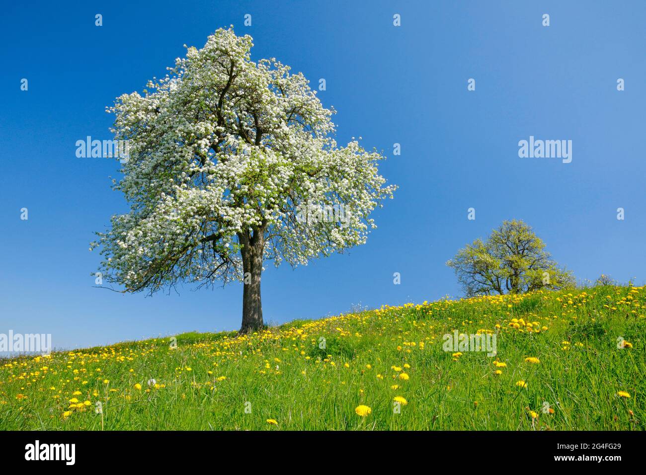 Solo pero fiorito in primavera in prato fiorito, Zurigo Oberland, Svizzera Foto Stock