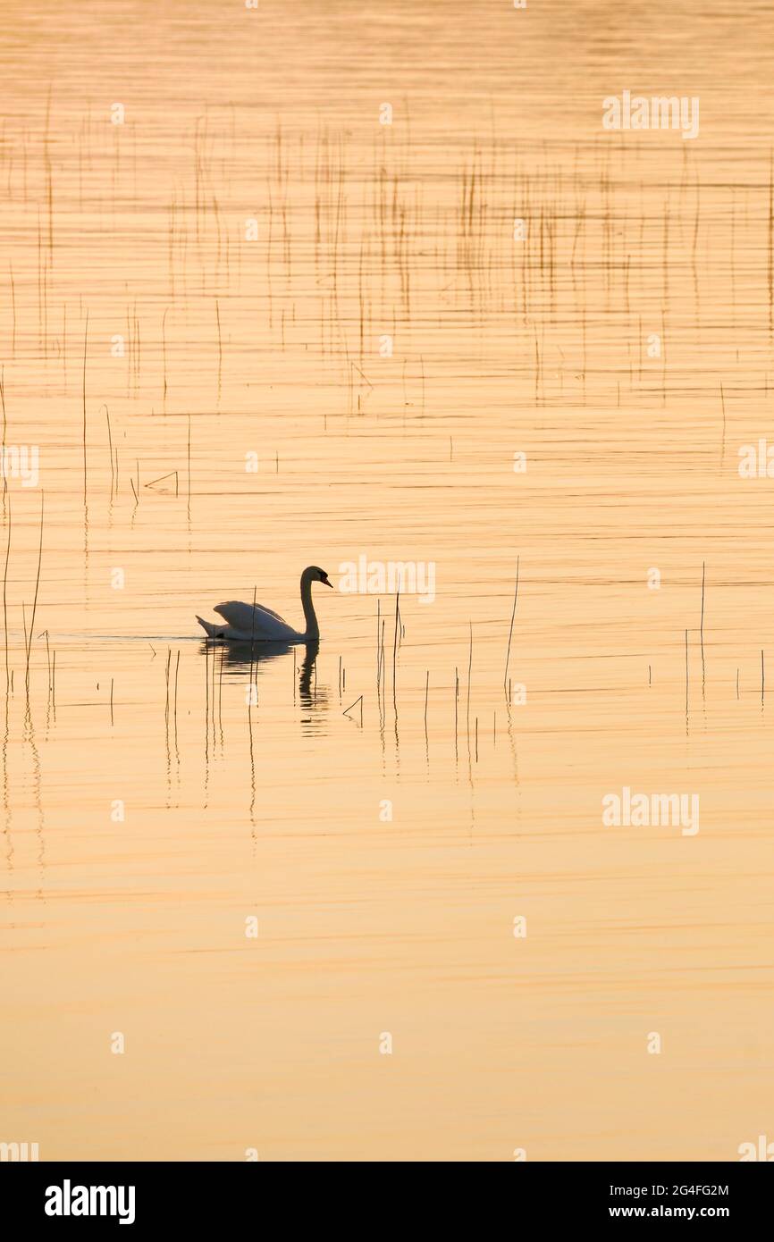 Mute Swan (Cygnus olor), retroilluminato sul Lago di Zurigo al tramonto Foto Stock