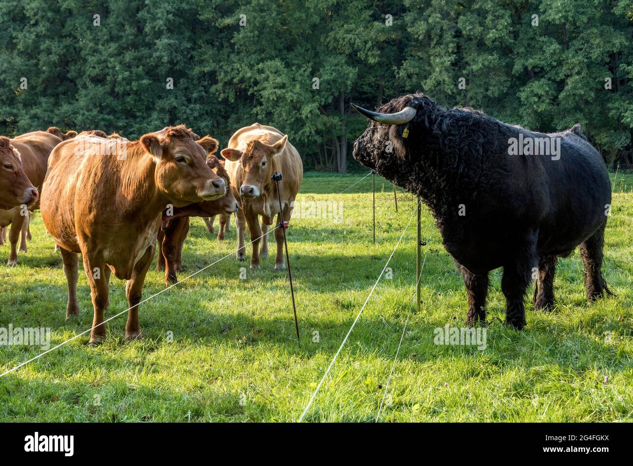 Mucche, bovini domestici (Bos taurus) della razza tedesca Angus e bovini delle Highlands scozzesi, bovini delle Highlands (Bos primigenius F. taurus), bovini neri Foto Stock