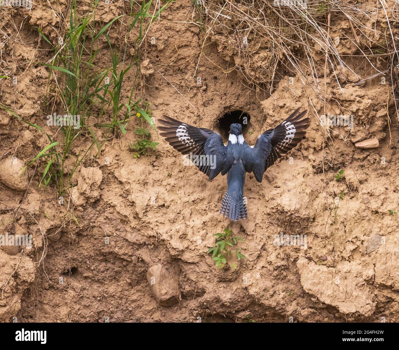 Kingfisher con cintura nel sito del nido nel Wisconsin settentrionale. Foto Stock