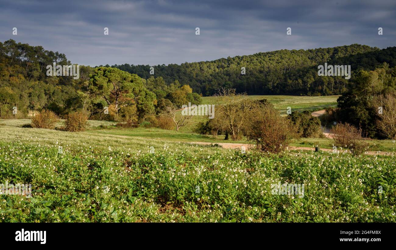 Campi verdi nei pressi di Can Borrell, nella catena montuosa della Collserola (Vallès Occidental, Barcellona, Catalogna, Spagna) ESP: Campos verdes en Collserola Foto Stock