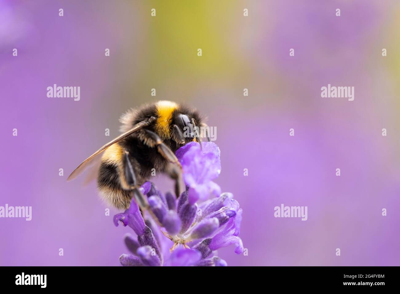 Giardino Bumblebee Bombus in inglese giardino impollinante viola Lavandula Lavanda in Cambridgeshire, Inghilterra, UK Foto Stock