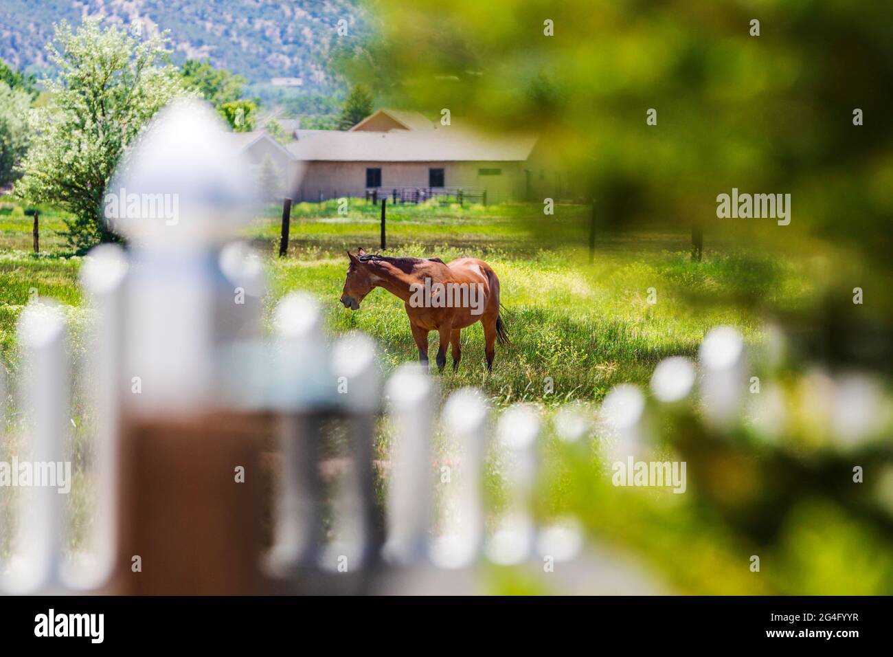 Cavallo pascolo in pascolo ai margini della piccola città di montagna di Salida, Colorado, Stati Uniti Foto Stock