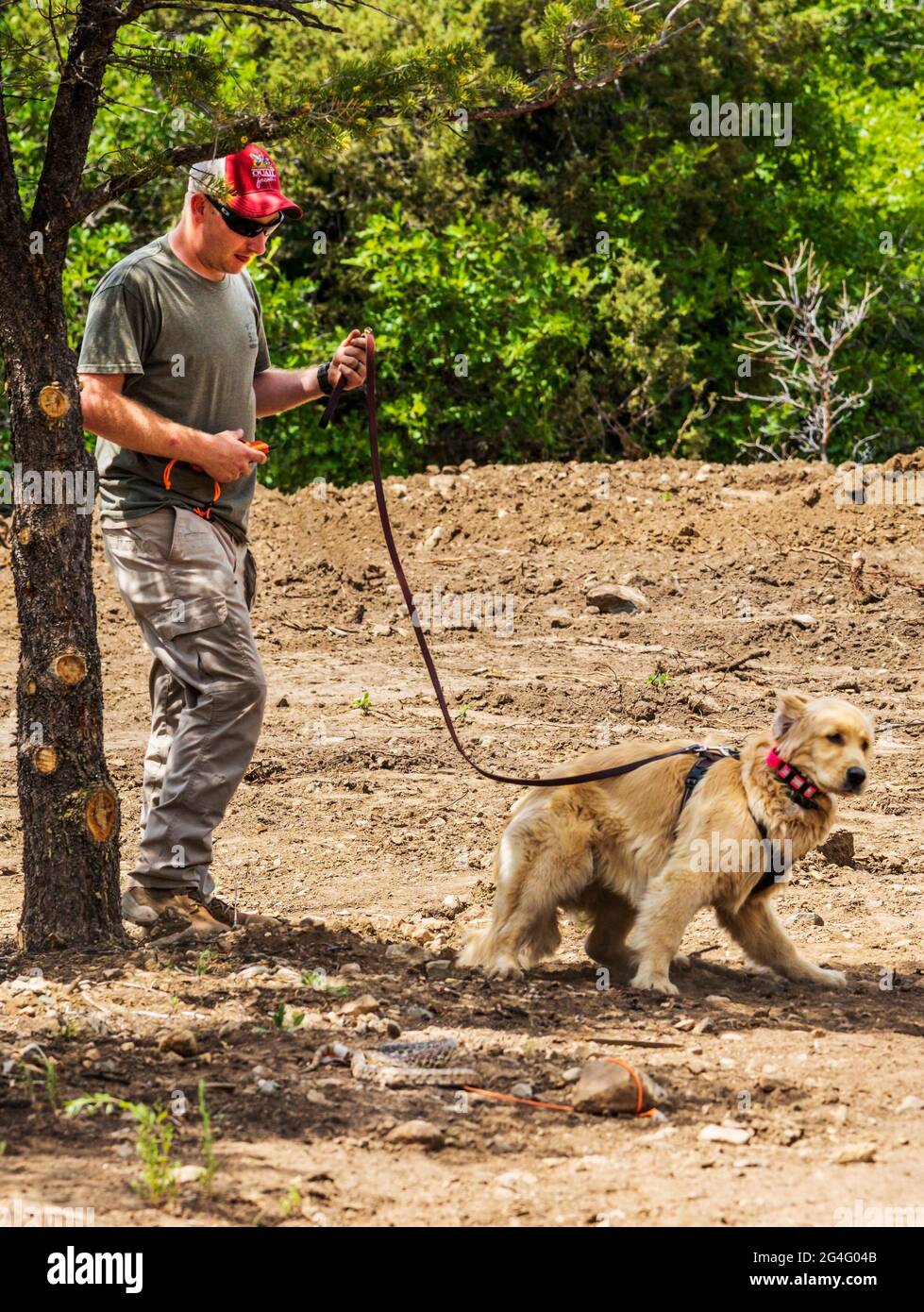 Allenatore maschile che utilizza collari per scosse elettriche con il cane Golden Retriever in laboratorio di prevenzione dei serpenti Foto Stock