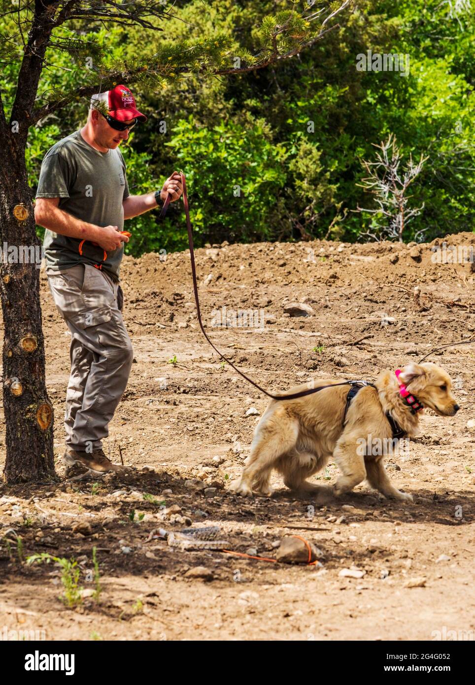 Allenatore maschile che utilizza collari per scosse elettriche con il cane Golden Retriever in laboratorio di prevenzione dei serpenti Foto Stock