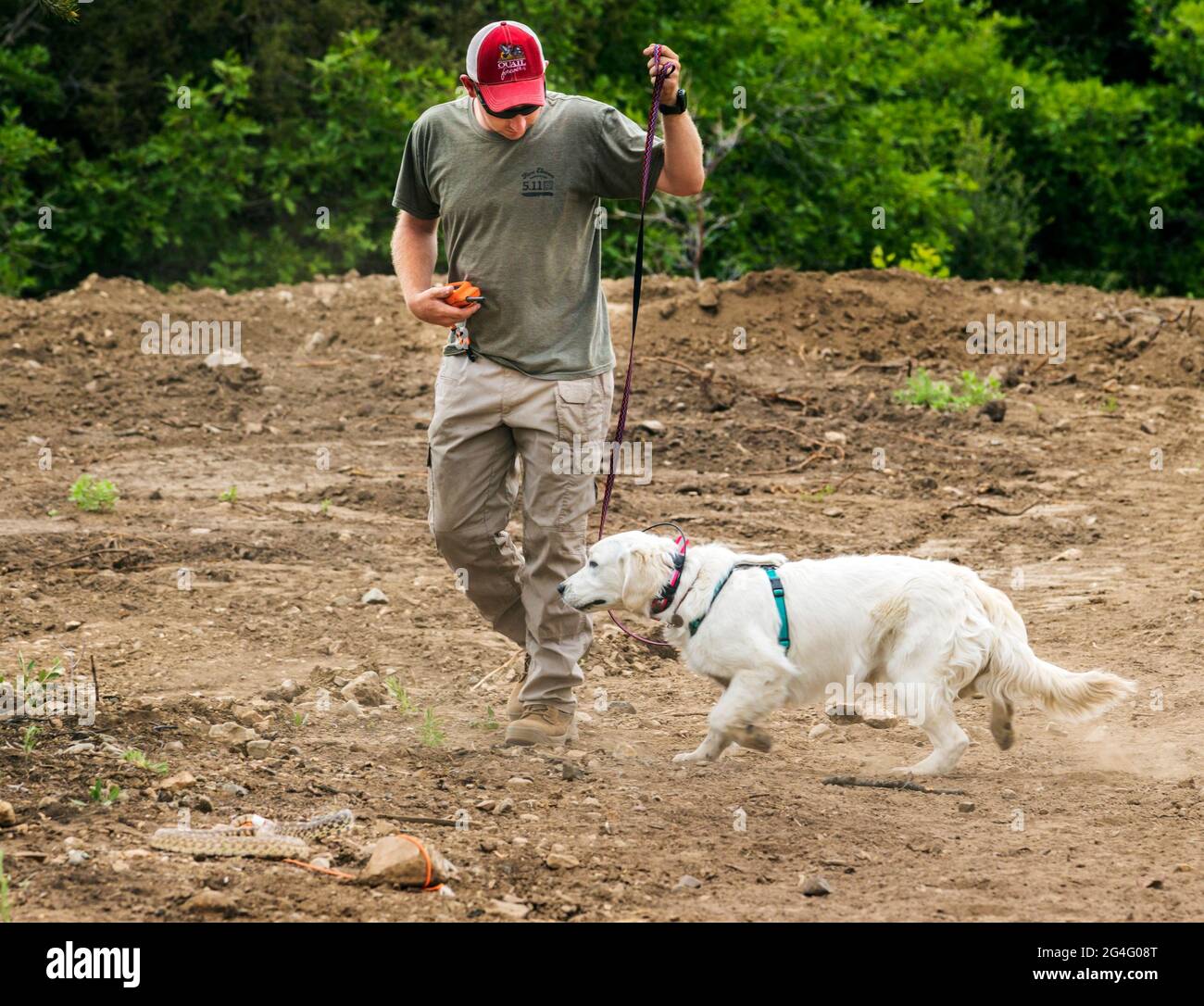 Allenatore maschile che utilizza collari per scosse elettriche con il cane Golden Retriever in laboratorio di prevenzione dei serpenti Foto Stock