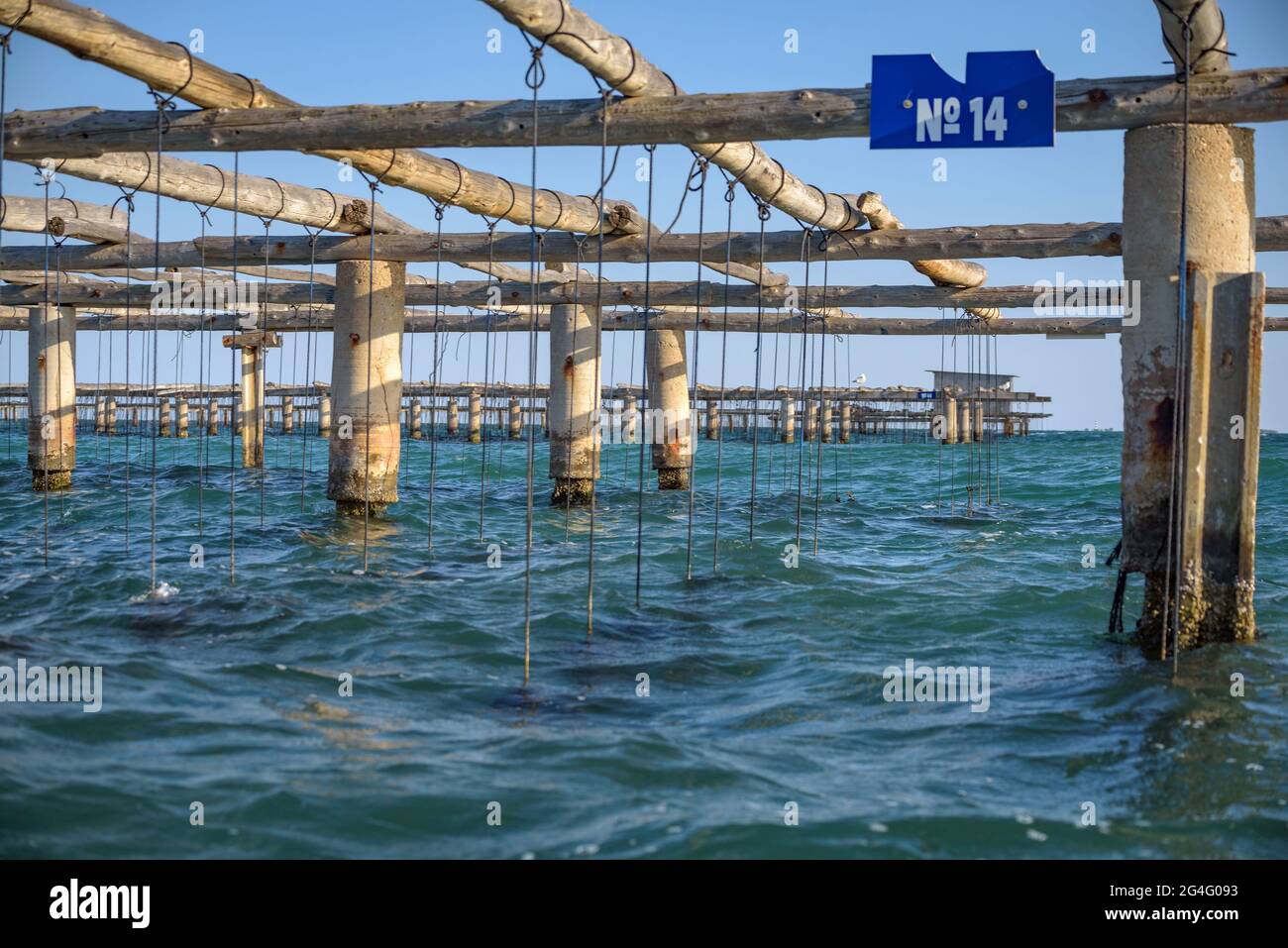 Allevamenti di cozze nella baia di Alfacs (Delta dell'Ebro, Tarragona, Catalogna, Spagna) ESP: Mejillonera de la Bahía de los Alfaques (Delta del Ebro, Tarragona) Foto Stock