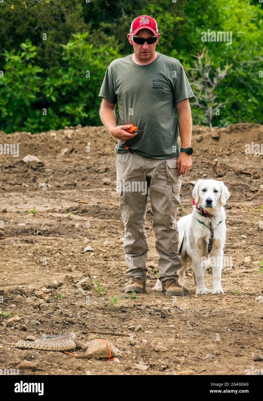Allenatore maschile che utilizza collari per scosse elettriche con il cane Golden Retriever in laboratorio di prevenzione dei serpenti Foto Stock