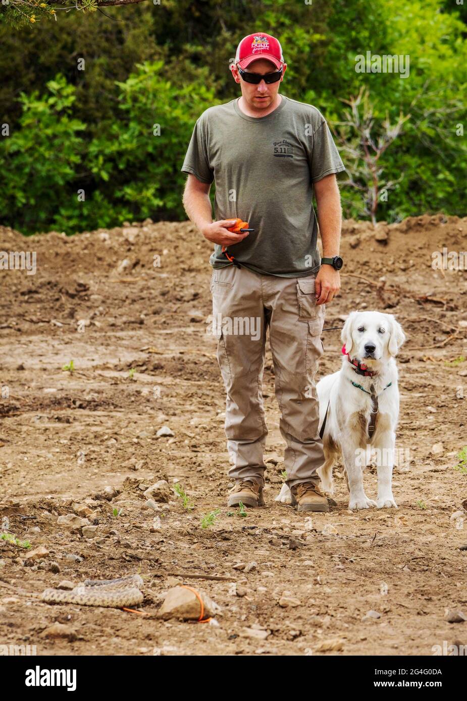 Allenatore maschile che utilizza collari per scosse elettriche con il cane Golden Retriever in laboratorio di prevenzione dei serpenti Foto Stock