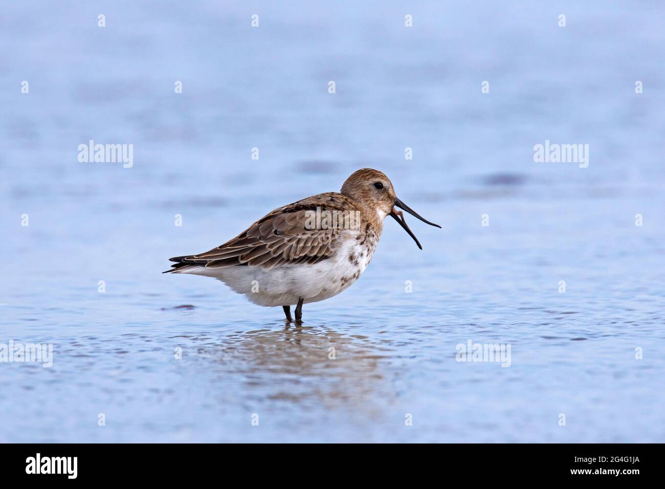 Dunlin (Calidris alpina) in inverno precipitano sulla spiaggia in autunno Foto Stock