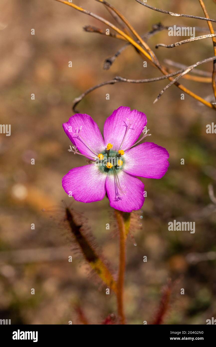 Primo piano di un fiore di Drosera cistiflora, una pianta carnivora della famiglia Sundew, preso vicino VanRhynsdorp nel capo occidentale del Sudafrica Foto Stock