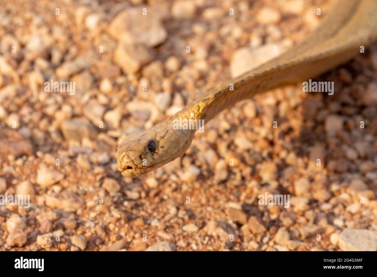 Serpente velenoso: Capo di un capo Cobra (Naja nivea) in habitat naturale vicino a VanRhynsdorp nel capo occidentale del Sud Africa Foto Stock