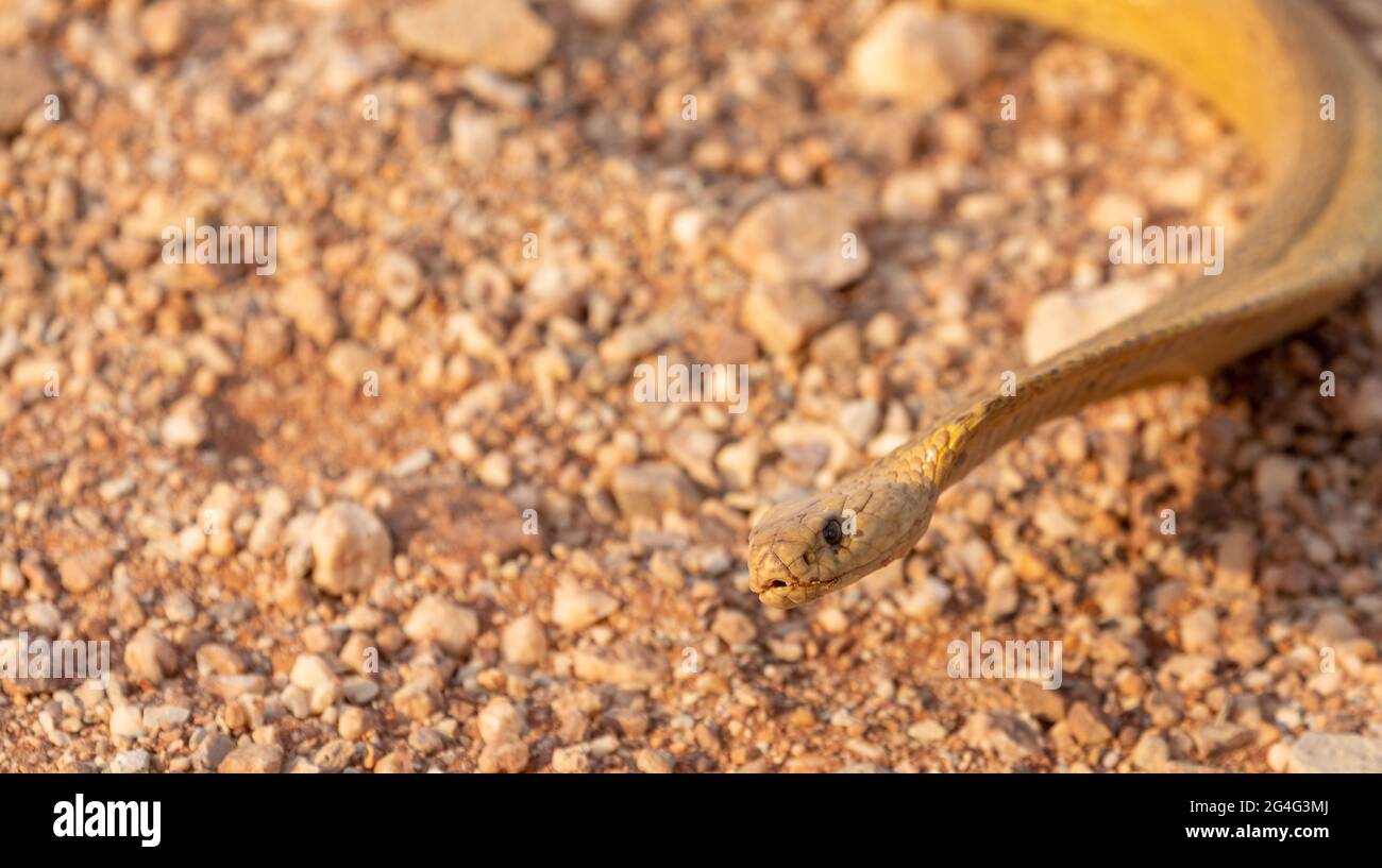 Primo piano della testa della poisonous cape cobra (Naja nivea) su una strada vicino a VanRhynsdorp nel capo occidentale del Sud Africa Foto Stock