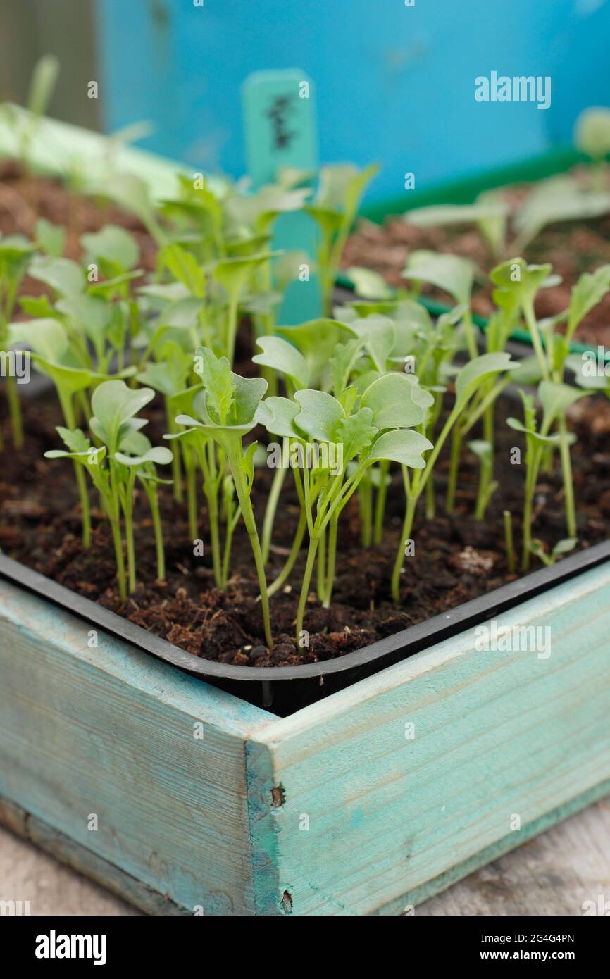 Piantine di Kale in un vassoio Cavolo nero (detto anche Nero di Toscana) piantine coltivate a partire da semi in un vassoio Foto Stock