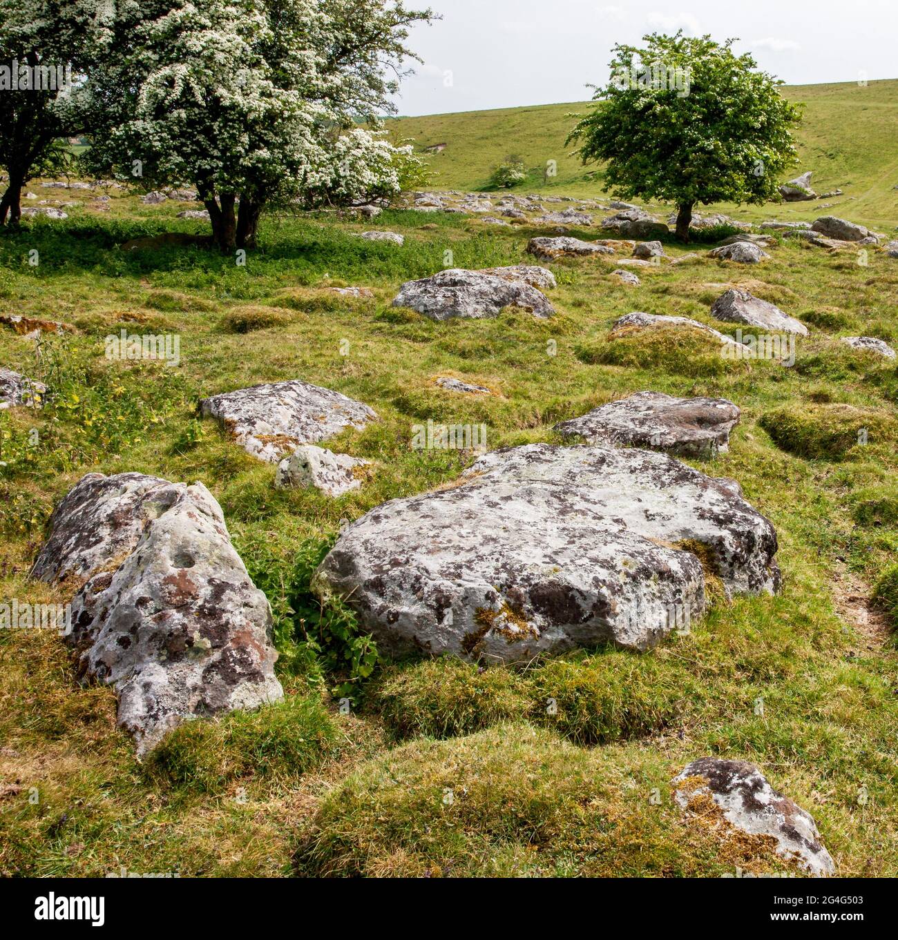Pietre Sarsen a Grey Wethers su Fyfield giù nel Witshire Regno Unito fonte dei megaliti ai cerchi vicini di pietra di Avebury Foto Stock