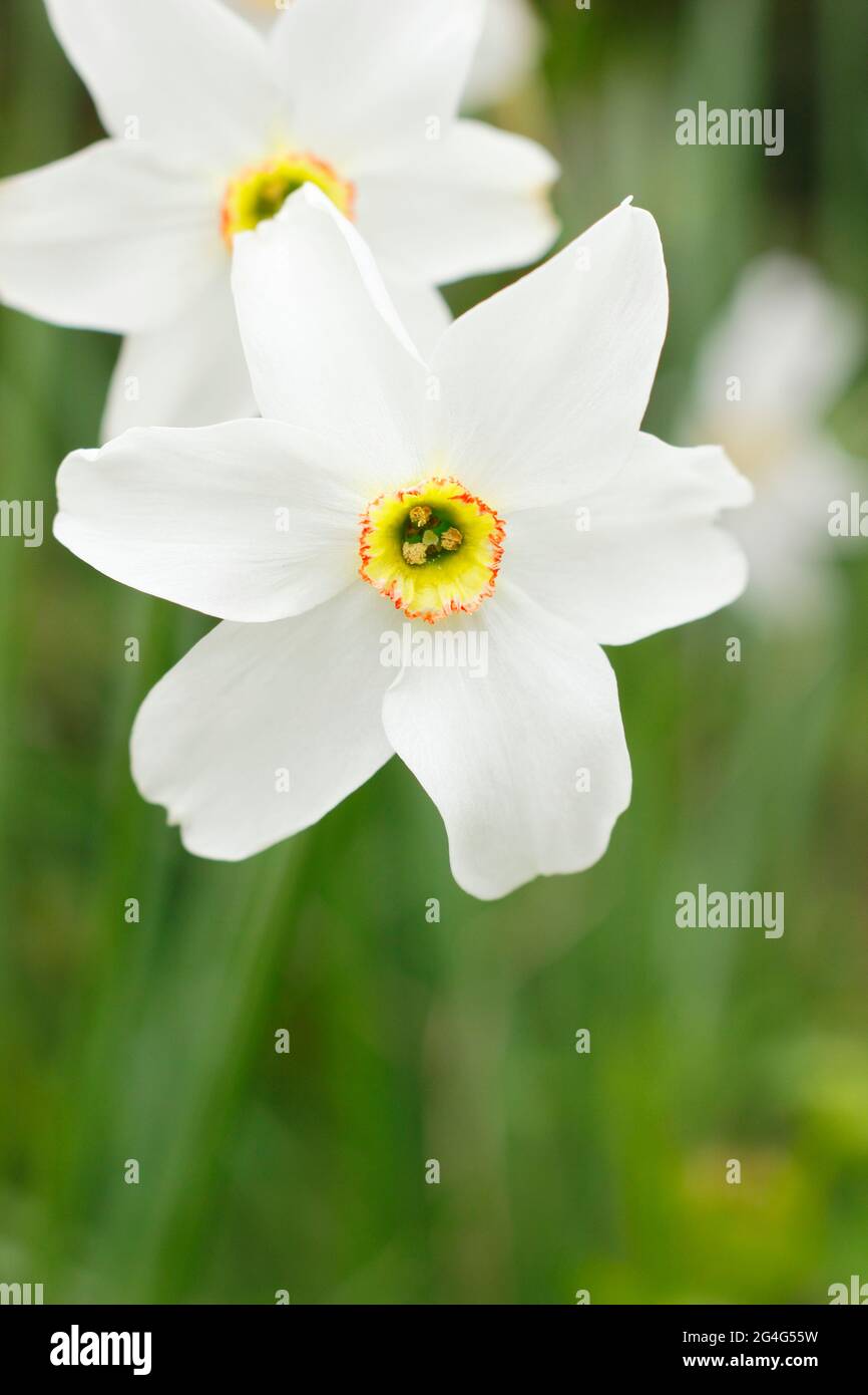 Narcissus poeticus, chiamato anche Narcissus Pheasant's eye daffodil. Tazza con frange rosse discrete. REGNO UNITO Foto Stock