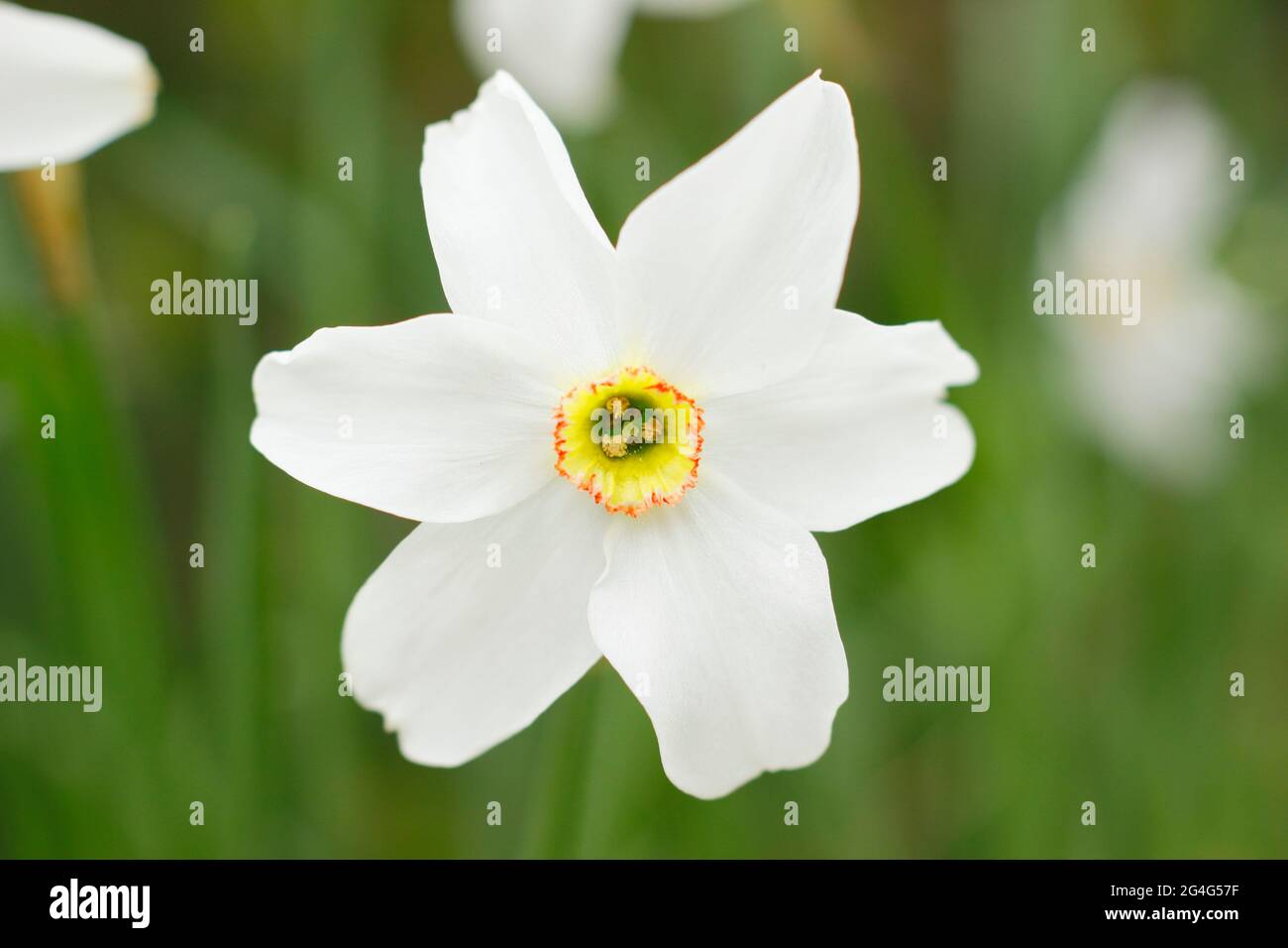 Narcissus poeticus Pheasant’s Eye. Narcissus poeticus che mostra caratteristici petali pallidi intorno a una tazza gialla orlata di rosso. REGNO UNITO Foto Stock