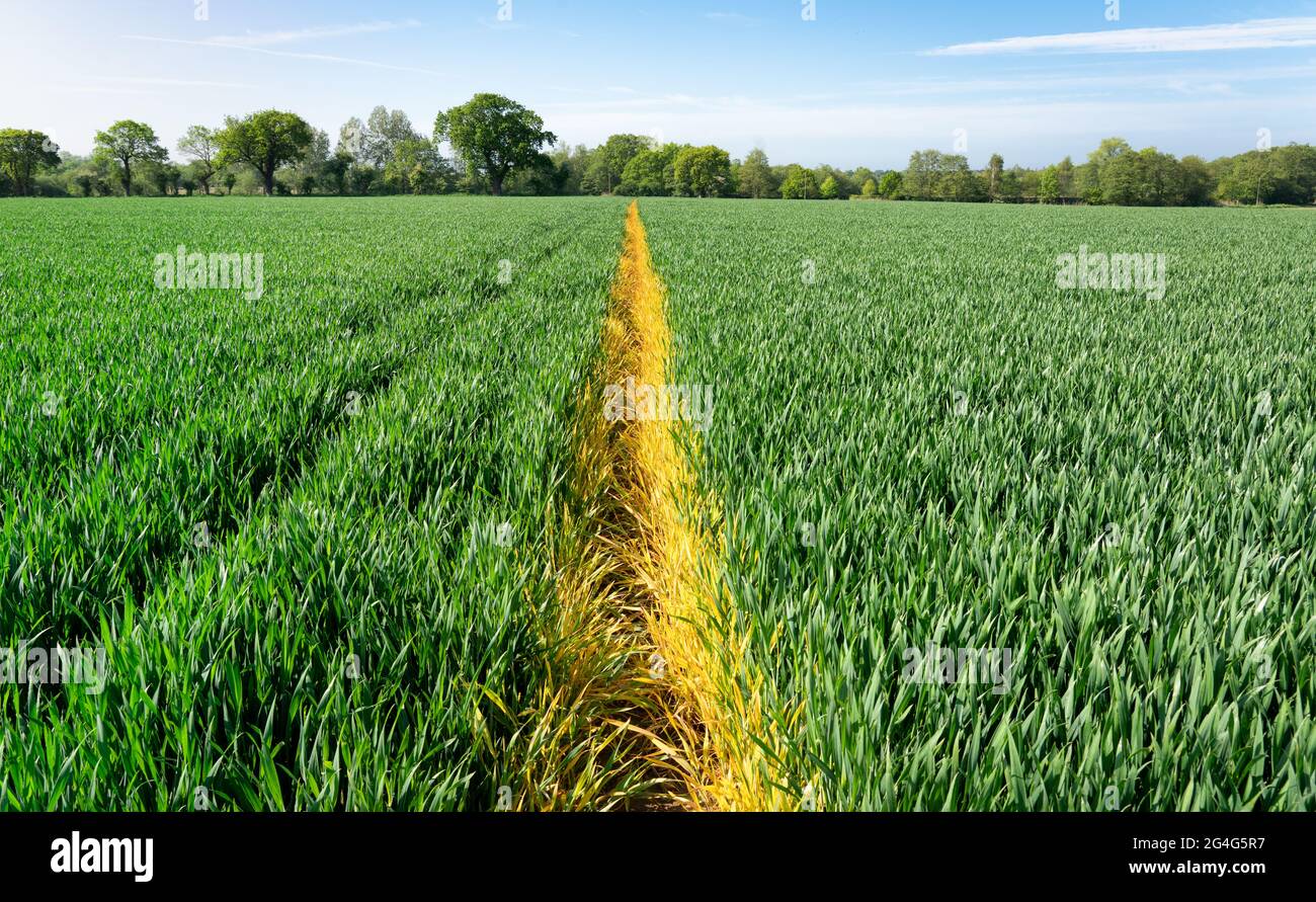 Sentiero attraverso un campo di grano definito spruzzando con erbicida chimico - Norfolk UK Foto Stock