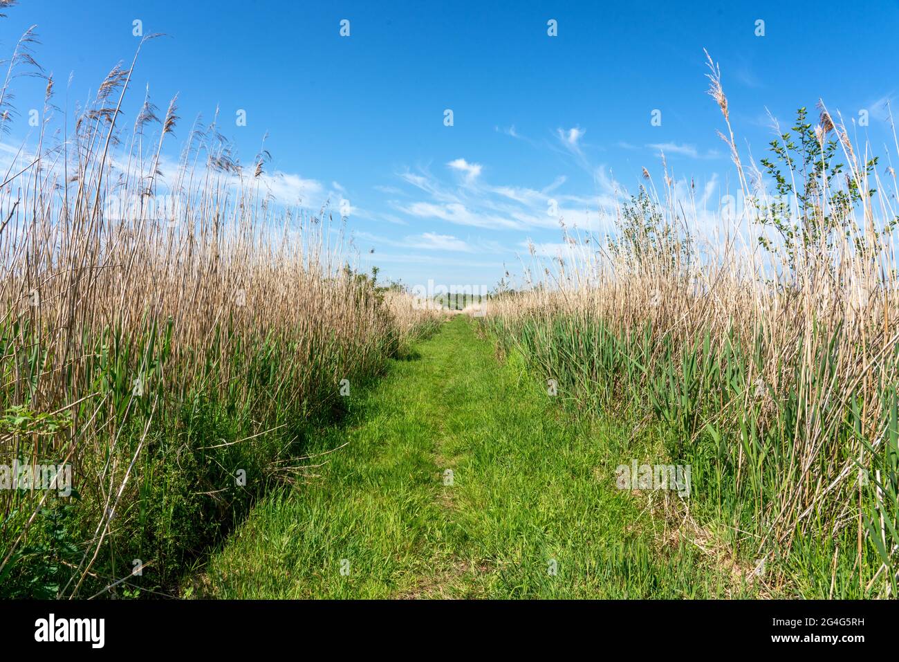 Percorso erboso attraverso le canne al Catfield Fen Butterfly Conservation Reserve nel Norfolk Broads UK Foto Stock