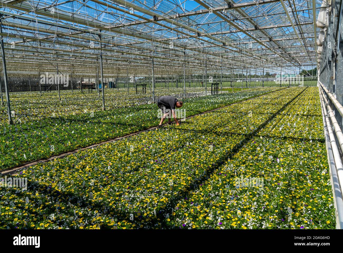 Aziende orticole, serra, vari tipi di piante in vaso crescono qui per essere venduti nel commercio dei fiori, supermercati, negozi fai da te, mercati del giardino, NR Foto Stock