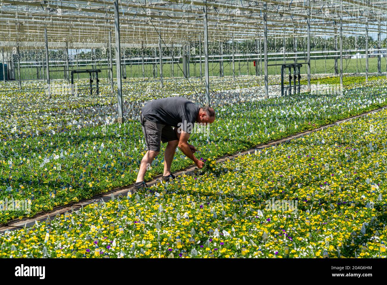 Aziende orticole, serra, vari tipi di piante in vaso crescono qui per essere venduti nel commercio dei fiori, supermercati, negozi fai da te, mercati del giardino, NR Foto Stock