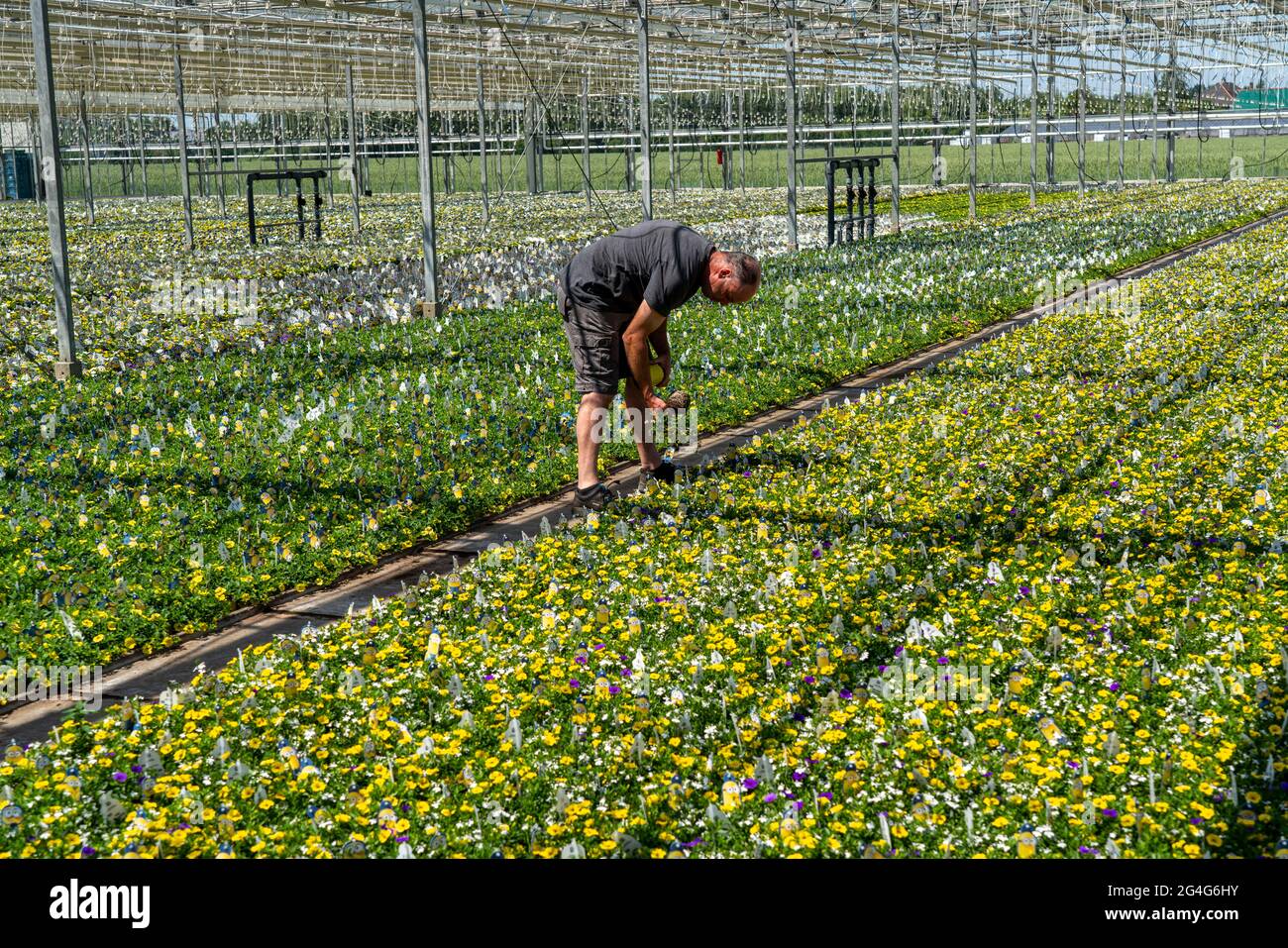 Aziende orticole, serra, vari tipi di piante in vaso crescono qui per essere venduti nel commercio dei fiori, supermercati, negozi fai da te, mercati del giardino, NR Foto Stock