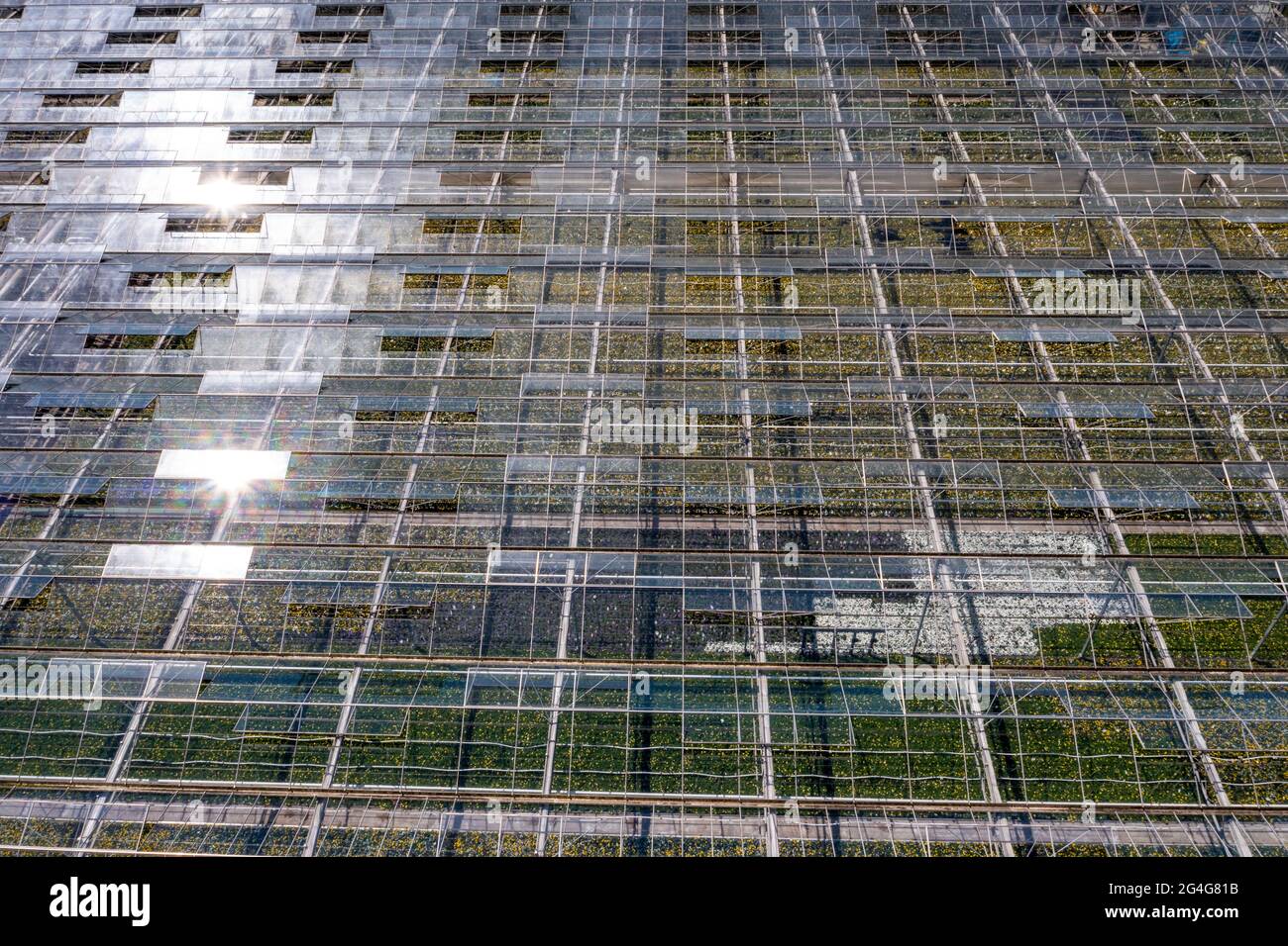 Settore florovivaistico, serra, serra, vari tipi di piante in vaso crescono qui per essere venduti nel commercio dei fiori, supermercati, negozi fai da te, gar Foto Stock