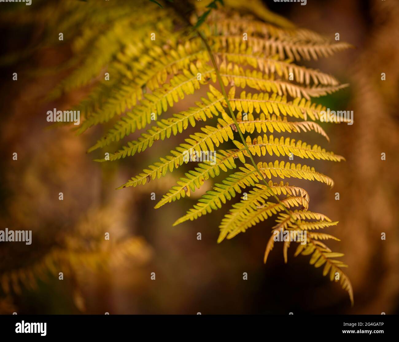 Fern in una foresta la Vajol in autunno (Alt Empordà, Girona, Catalogna, Spagna) ESP: Helecho en un bosque de la Vajol en otoño (Gerona, Cataluña, España) Foto Stock