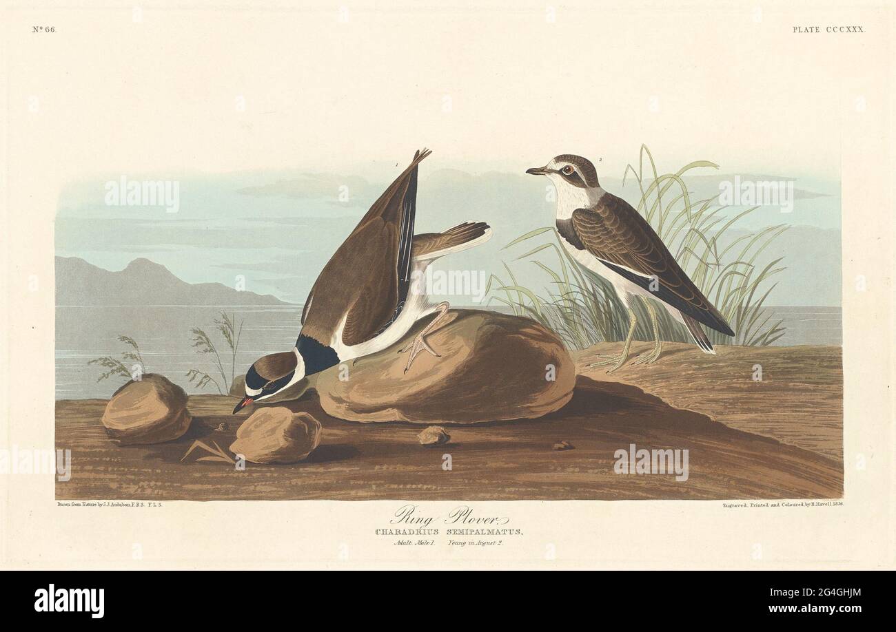 Ring Plover, 1836. Foto Stock