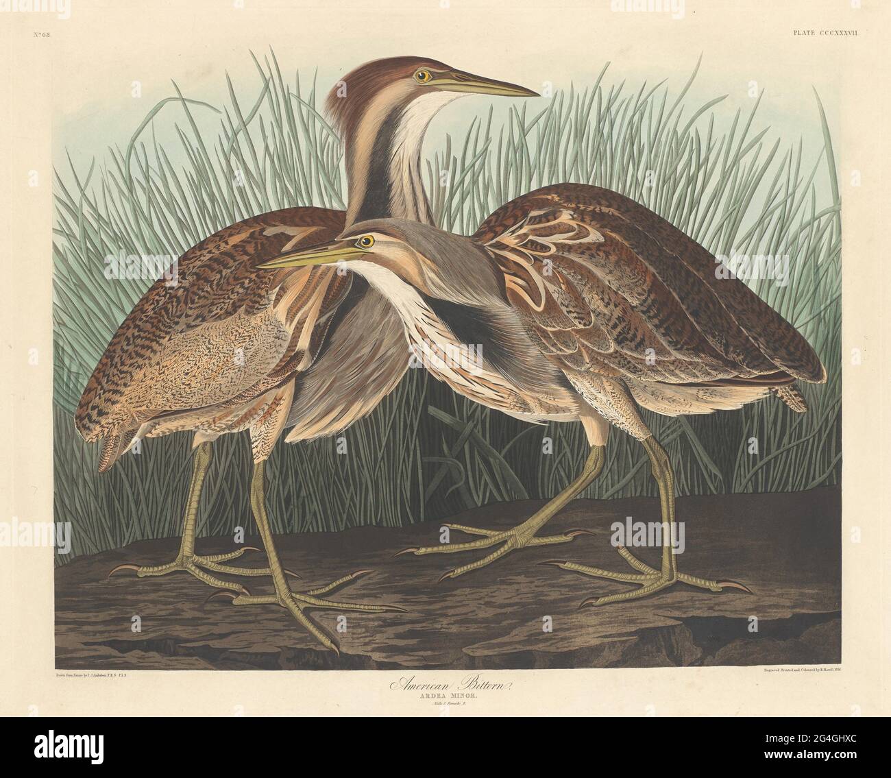 Bittern americano, 1836. Foto Stock