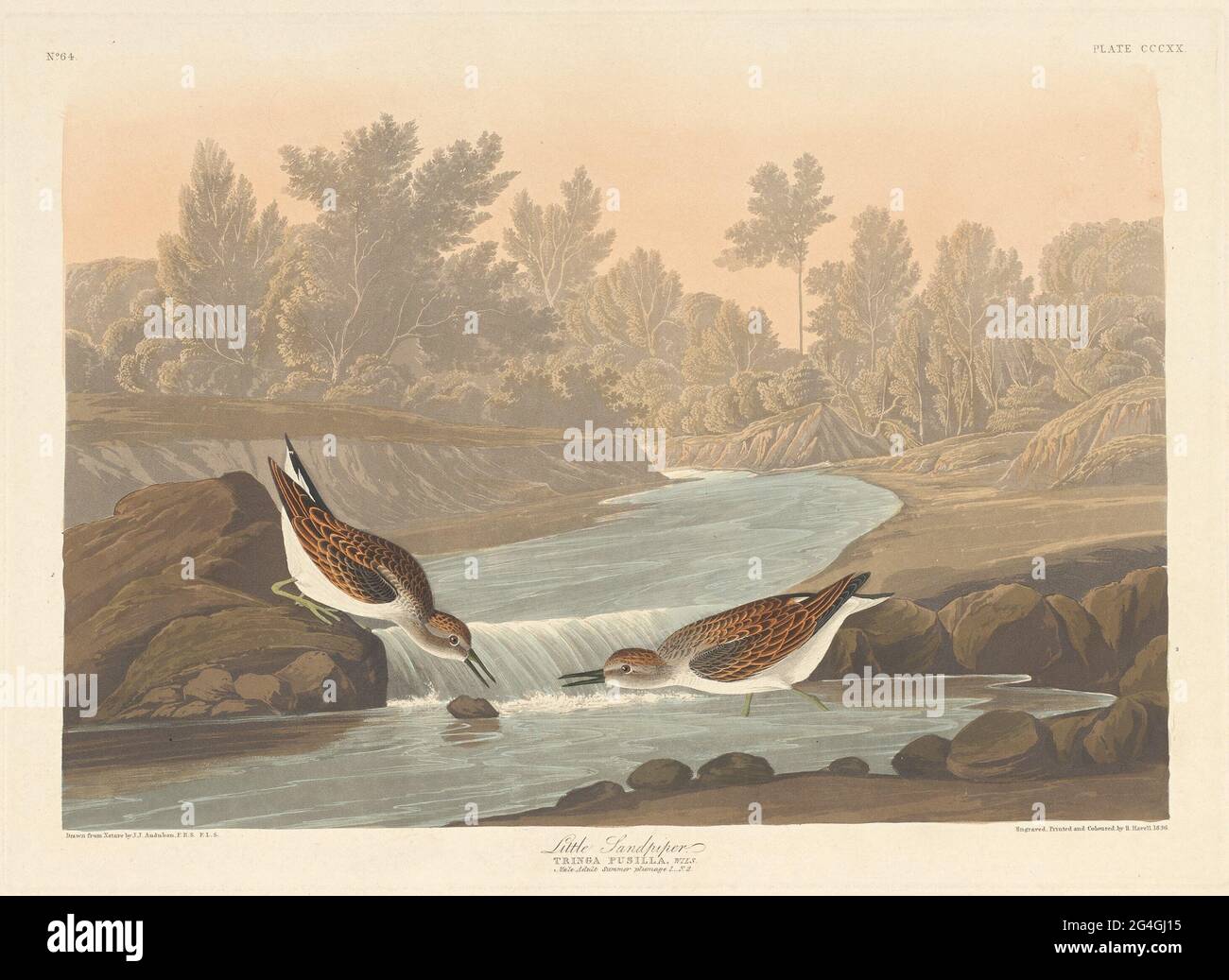 Sandpiper piccolo, 1836. Foto Stock