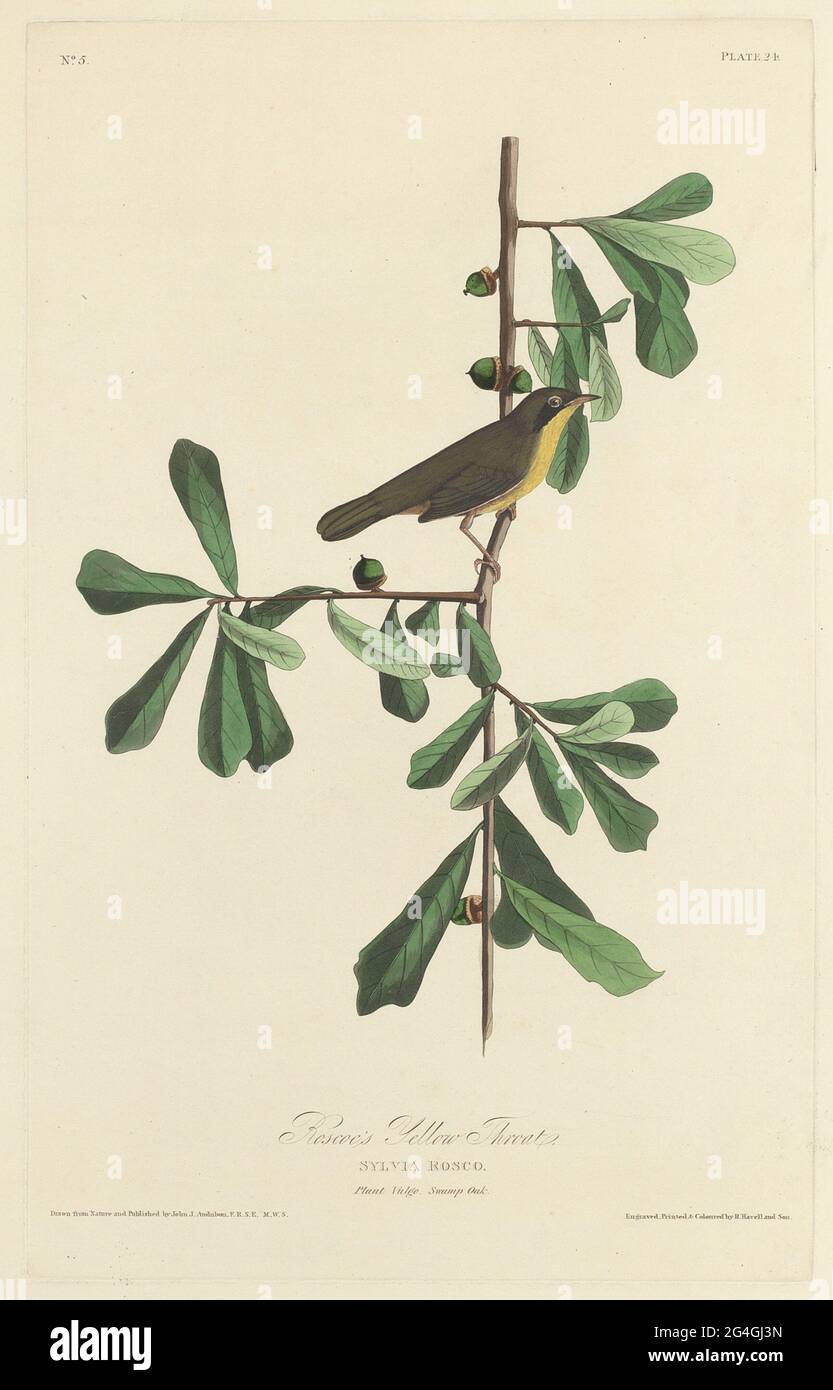 La Gola gialla di Roscoe, 1827. Foto Stock