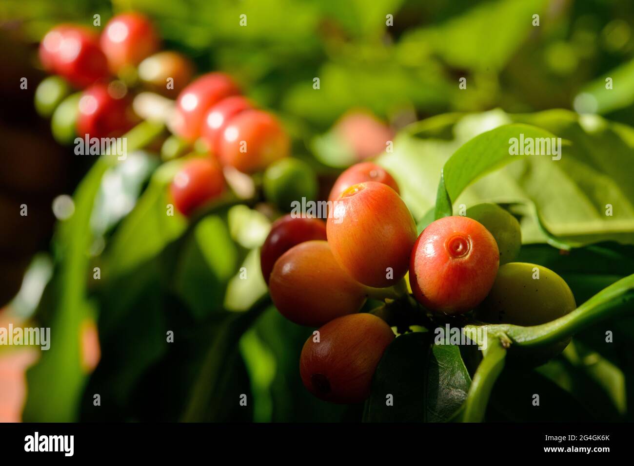 Bacche di caffè rosso sulla pianta in chiocciole con sfondo verde foglie. Foto Stock
