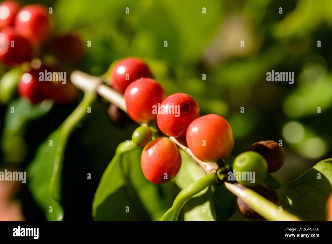 Bacche di caffè rosso sulla pianta in chiocciole con sfondo verde foglie. Foto Stock