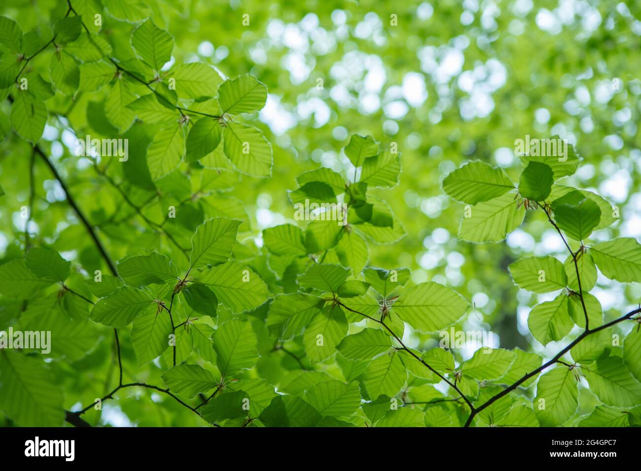 Foglie verdi fresche giovani in primavera. Nuove foglie verdi fresche sugli sfondi verdi. Giorno di primavera brillante Foto Stock