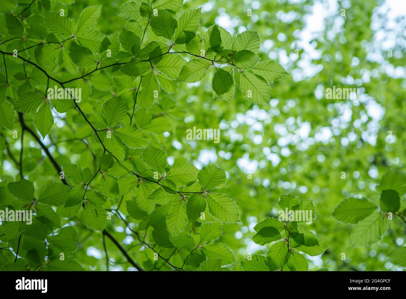 Foglie verdi fresche giovani in primavera. Nuove foglie verdi fresche sugli sfondi verdi. Giorno di primavera brillante Foto Stock