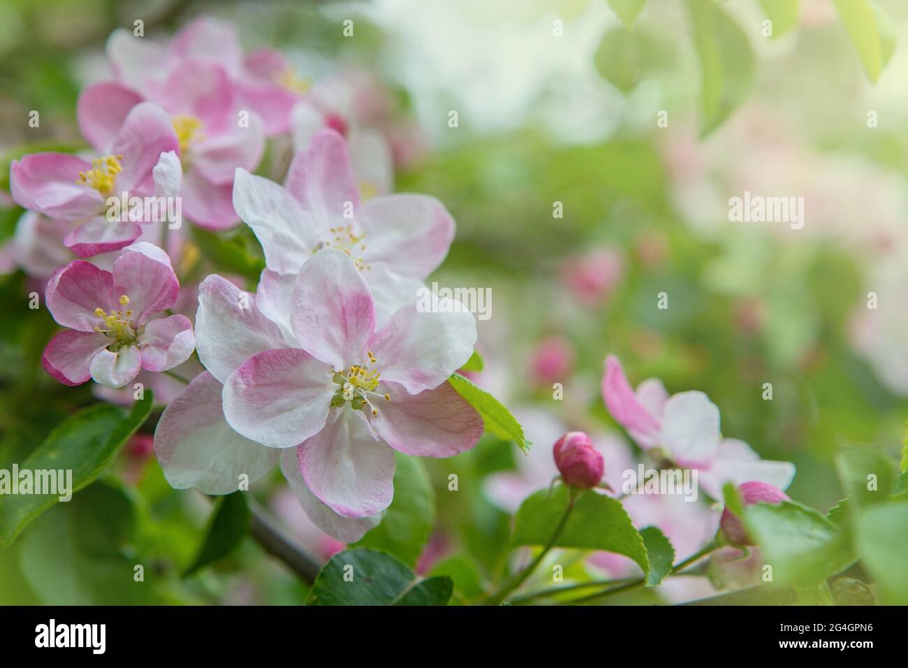 Closeup di fiori di mela a fiore nel giardino. Bella scena naturale con un albero fiorito. Albero di frutta di giardino fiorito di primavera Foto Stock