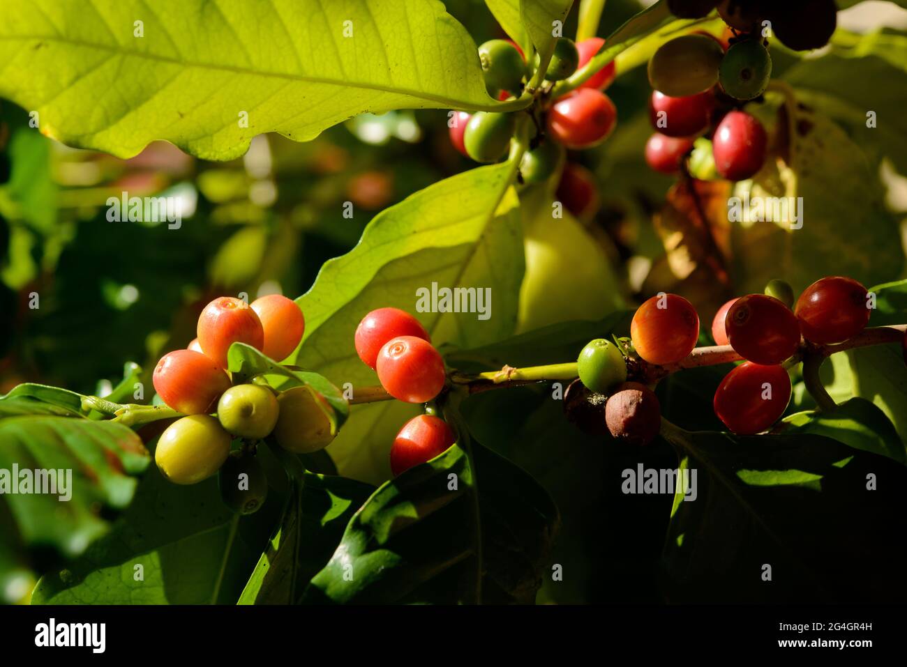 Bacche di caffè rosso sulla pianta in chiocciole con sfondo verde foglie. Foto Stock